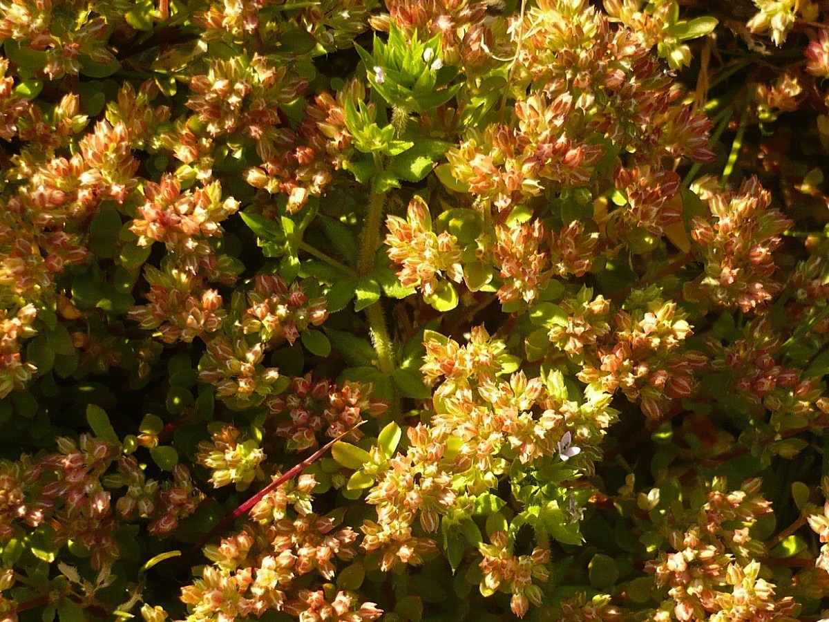 Polycarpon tetraphyllum subsp. diphyllum (Caryophyllaceae)